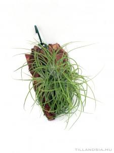 Tillandsia globosa